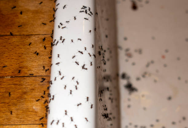 Best Best Pest Control Companies  in Kensington, CA