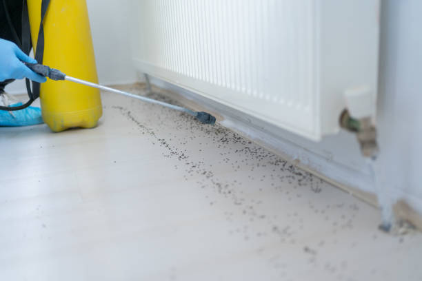 Best Ant Control Services  in Kensington, CA